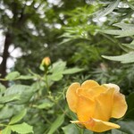 カフェ ジャルダン - 