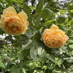 カフェ ジャルダン - 