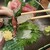新橋 いっぱし - 料理写真:生クラゲ、プリプリ！！美味！