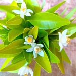 リストランテ ボルゴ・コニシ - 店内の草木が季節の移り変わりを演出、奈良の自然を感じられる店内です