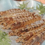 鮨しゅんじ - 活車海老