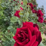 銀シャリ en - 浜寺公園のバラ