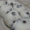出町ふたば 出町ふたば