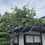 松乃家 - この木なんの木気になるキw