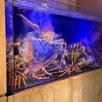 湘南沖地蟹専門店ふじ月 - 水槽