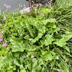 楽観 - たんぽぽの葉