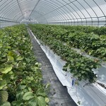 山本いちごファーム - 