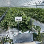 山本いちごファーム - 