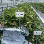 山本いちごファーム - 