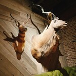 TOKYO Whisky Library - 