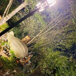 クオーレ ヴェルデ - 