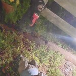 クオーレ ヴェルデ - 