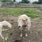 イニュニックビレッジ - 