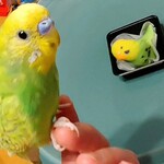 和菓子處 吉祥庵 - 