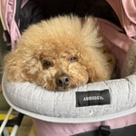 大衆食堂みゆき - シェリ