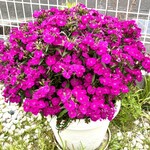 ルヴェール - お店の入り口にあった満開のお花…❤️