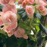 ケンちゃんラーメン - 出窓には、いつも綺麗なお花が✨