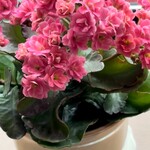 ケンちゃんラーメン - 出窓には、いつも綺麗なお花が✨