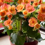 ケンちゃんラーメン - 出窓には、いつも綺麗なお花が✨