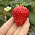 姫路ハートフル観光農園 - 