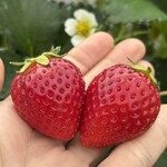 姫路ハートフル観光農園 - 