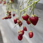 姫路ハートフル観光農園 - 