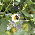 姫路ハートフル観光農園 - 