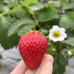 姫路ハートフル観光農園 - 