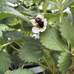 姫路ハートフル観光農園 - 