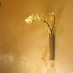 すが弥 - 胡蝶蘭かな？