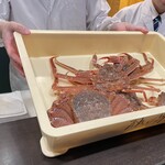 梶助 - 本日のカニです