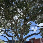 Matsumoto Shave Ice - 