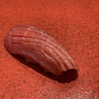 博多 鮨 まつもと - 