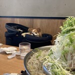 タレ焼肉と包み野菜の専門店 焼肉くるとん - 洋服着たらワンコOK！