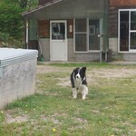 Creamery農夢 Milk Bar - 犬のぼー