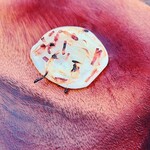 レストラン リッシュ - 