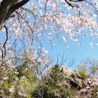 北鎌倉 紫−ゆかり− - 