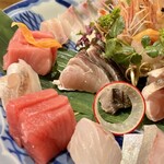 松宴すげの - お造り　盛合わせ