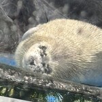 浅虫水族館 軽食コーナー - 