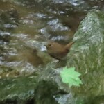 紅葉屋 - ミソサザイ