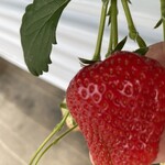 山元いちご農園 - 
