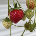 山元いちご農園 - 