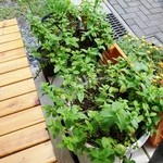 エンガワキッチン - エンガワの横にはミントなどハーブがいっぱい。