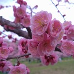 麺屋 高橋 - 花より団子じゃなく、花も団子も♩
