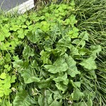 ラーメン専門 宮の森 - たんぽぽの葉