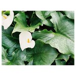 ふれあいの里 - 