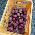 ベジーオーガニック - 