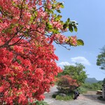 ぶるーと - 5月下旬、店頭に鮮やかなツツジのような植物