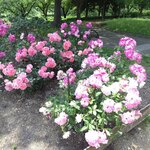 ユーカン - 荒子川公園のバラ