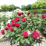 ユーカン - 荒子川公園のバラ